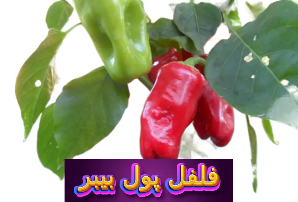 ادویه پول بیبر 